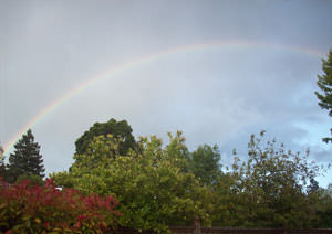 Rainbow in my backyard